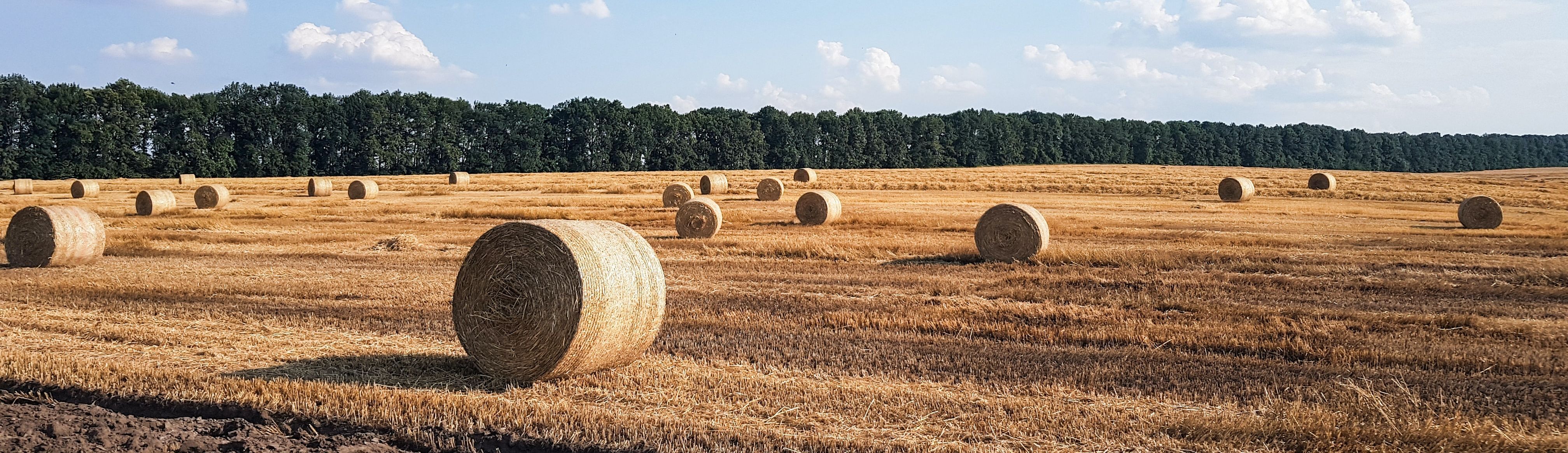 Summer hay on a wheat field in the Ukraine. 
